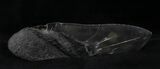 Giant Polished Megalodon Tooth Paper Weight #22433-1